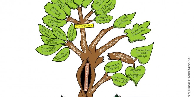 Antibiotic Tree - medicalkidunya