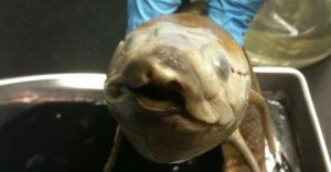 Doctors Pull A South American Lungfish Out Of A Brazilian Man's Bowels