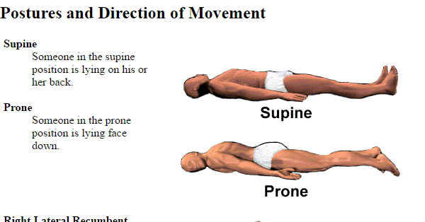 Postures and Direction of Movement - medicalkidunya